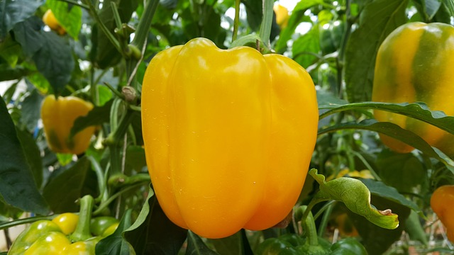 žlutá paprika