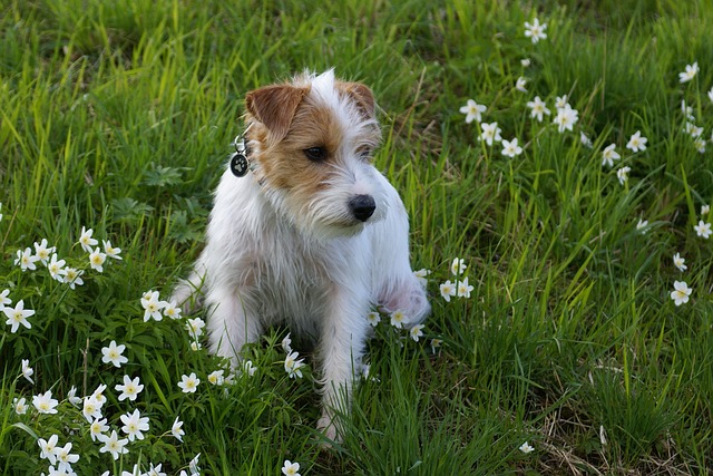 pejsek